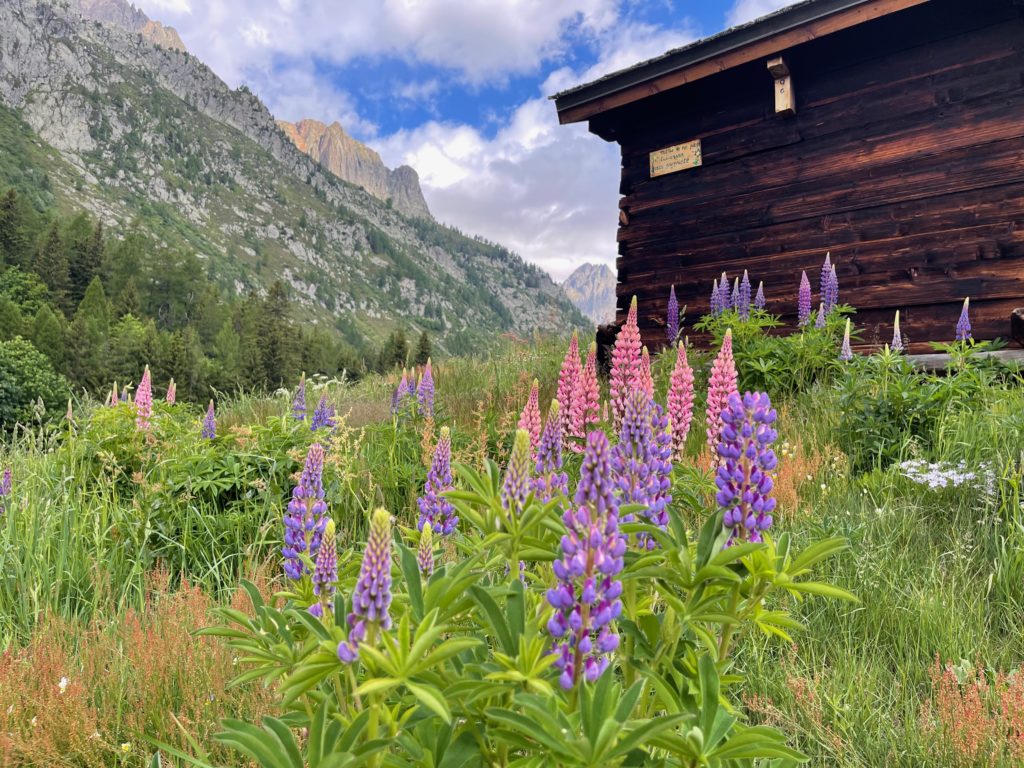 Alpine flowers close to a hut near Montroc